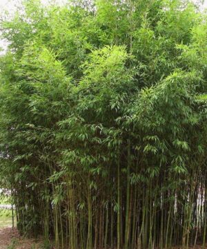 Mature stand of tall Golden Bamboo.