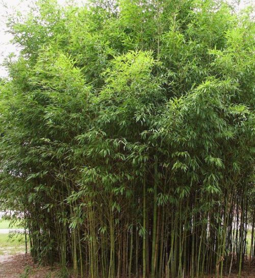Golden bamboo | Phyllostachys aurea Mature stand of tall Golden Bamboo.