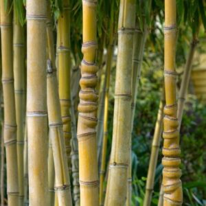 Golden bamboo | Phyllostachys aurea culms Knobby Golden Bamboo culms.