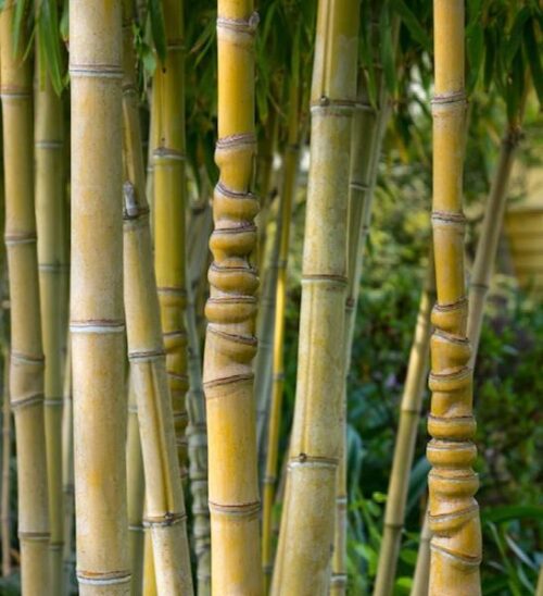 Golden bamboo | Phyllostachys aurea culms Knobby Golden Bamboo culms.