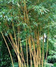 Allgold Bamboo habit.