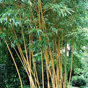 Allgold Bamboo habit.