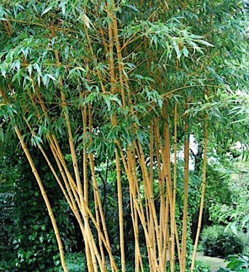 Allgold Bamboo habit.