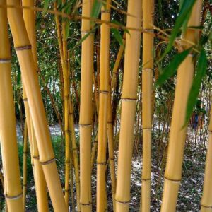 Golden culms of Allgold Bamboo.