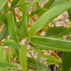 Allgold Bamboo variegated cream and green leaves.