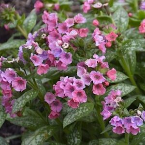Pretty in Pink Lungwort planting of dark green and silver foliage with flowers in shades of rosy pink.
