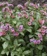 Pretty in Pink Lungwort blooms in rosy pinks
