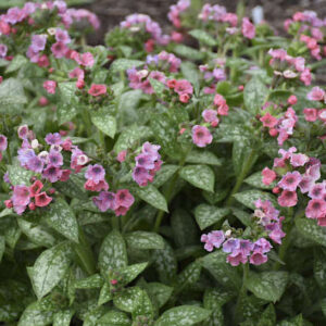 Pretty in Pink Lungwort blooms in rosy pinks