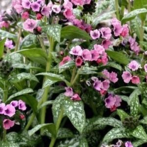 and a mass of dark green and silver foliage.