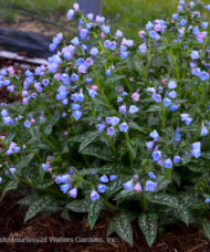Twinkle Toes Lungwort multicoloured flowers above dark green leaves splattered with silver.