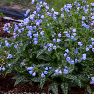 Twinkle Toes Lungwort multicoloured flowers above dark green leaves splattered with silver.