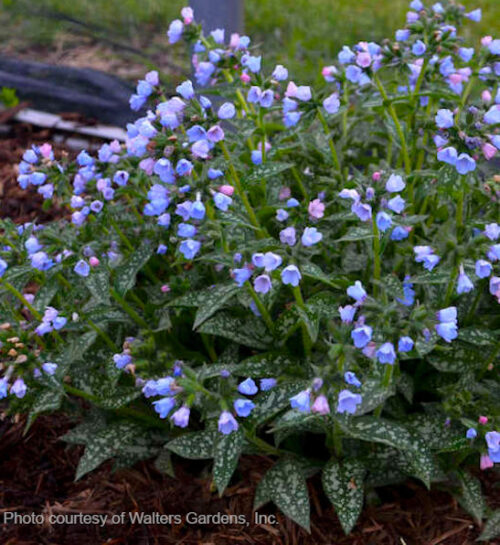 Twinkle Toes Lungwort multicoloured flowers above dark green leaves splattered with silver.