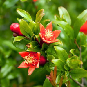 A.C. Sweet Hardy Pomegranate Plant red blooms on the stem.