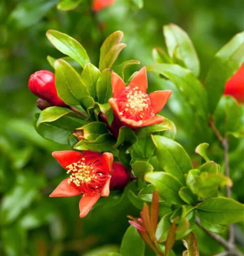 A.C. sweet hardy pomegranate plant | Punica granatum a.c. sweet A.C. Sweet Hardy Pomegranate Plant red blooms on the stem.