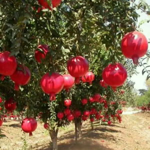 A.C. Sweet Hardy Pomegranate Shrub heavy with round red fruits.