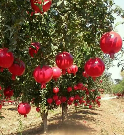 A.C. Sweet hardy pomegranate shrub | Punica granatum a.c. sweet A.C. Sweet Hardy Pomegranate Shrub heavy with round red fruits.