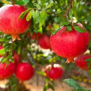 A.C. Sweet Pomegranate Tree full of roundish leathery skinned red fruit.