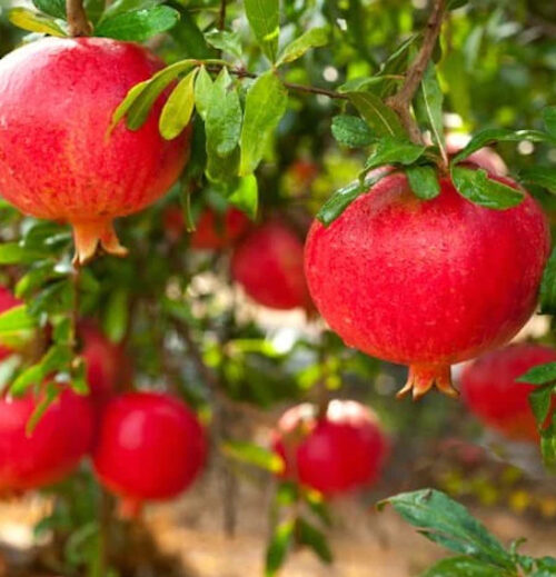 A.c. sweet pomegranate tree | Punica granatum a.c. sweet A.C. Sweet Pomegranate Tree full of roundish leathery skinned red fruit.