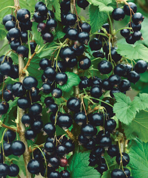 Consort black currant plant | Ribes nigrum consort Masses of Consort Black Currant Plant black currants on the stem.