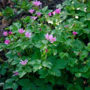 Anna arctic bramble | Rubus arcticus stellarcticus anna Anna Arctic Bramble delicate pink flowers.