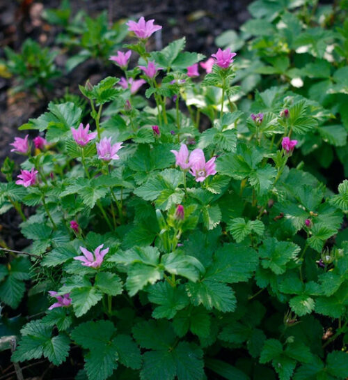 Anna arctic bramble | Rubus arcticus stellarcticus anna Anna Arctic Bramble delicate pink flowers.