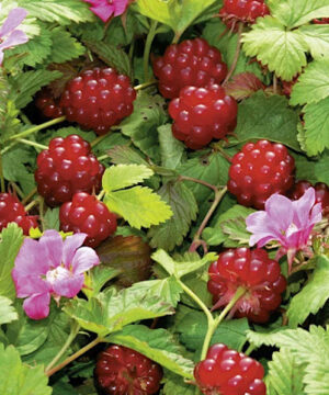 Anna arctic raspberry | Rubus arcticus stellarcticus anna Anna Arctic Raspberry plants with red fruits and pink flowers.