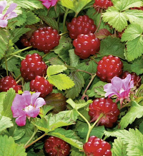 Anna arctic raspberry | Rubus arcticus stellarcticus anna Anna Arctic Raspberry plants with red fruits and pink flowers.