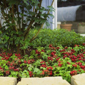 Anna nagoonberry | Rubus arcticus stellarcticus anna Anna Nagoonberry ground cover full of red raspberries.