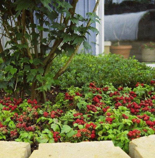 Anna nagoonberry | Rubus arcticus stellarcticus anna Anna Nagoonberry ground cover full of red raspberries.