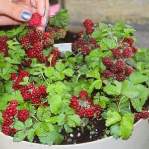 Valentina Arctic Bramble in a pot.