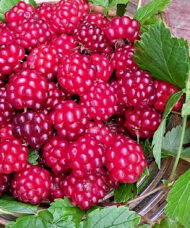 Valentina Arctic Raspberry berries surrounded by brambles.