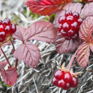 Deep reddish leaves and berries of Valentina Nagoonberry.