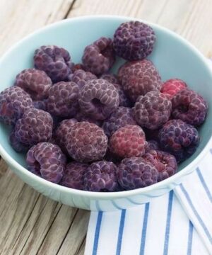 Royalty purple raspberry | Rubus ideaus royalty A bowl of dark Royalty Purple Raspberry berries.