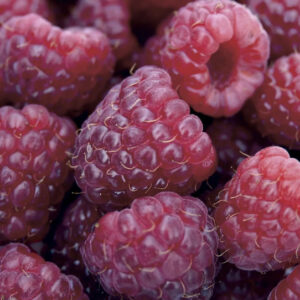 Royalty Raspberry Plant dark berries.