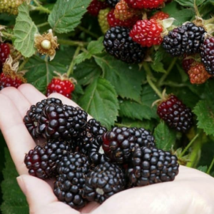 A handful of Marion Blackberry fruit.