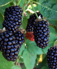 Marionberry berries on the stem.