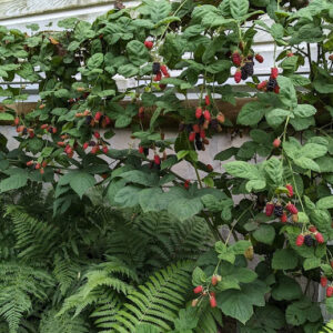Marionberry bush full of fruit.