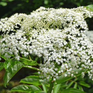 Nova american elderberry | Sambucus canadensis nova Plentiful bunch of Nova Elderberry berries.