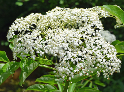 Nova american elderberry | Sambucus canadensis nova Plentiful bunch of Nova Elderberry berries.