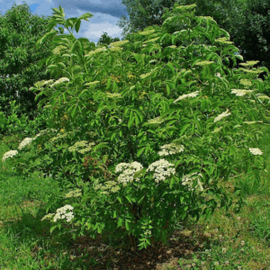Nova canadian elderberry | Sambucus canadensis nova Nova American Elderberry creamy white blooms.
