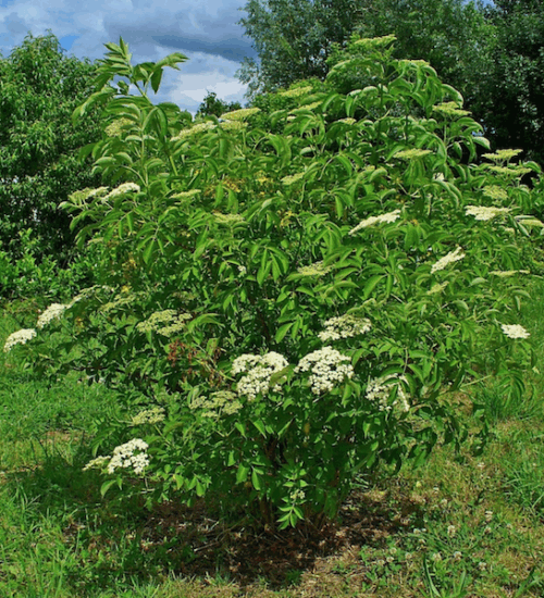 Nova canadian elderberry | Sambucus canadensis nova Nova American Elderberry creamy white blooms.