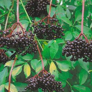 Nova elderberry | Sambucus canadensis nova Drooping