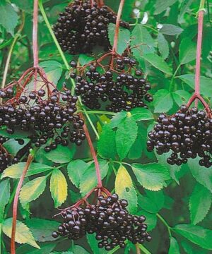 Nova elderberry | Sambucus canadensis nova Drooping