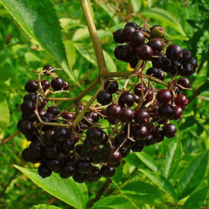 Nova elderberry | Sambucus canadensis nova fruit plentiful bunches of Nova Elderberry berries on the bush.