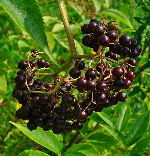 Nova elderberry | Sambucus canadensis nova fruit plentiful bunches of Nova Elderberry berries on the bush.