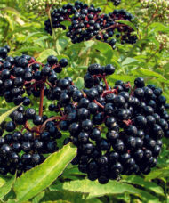 Mature Haschberg Black Elderberry orchard of trees in fruit.