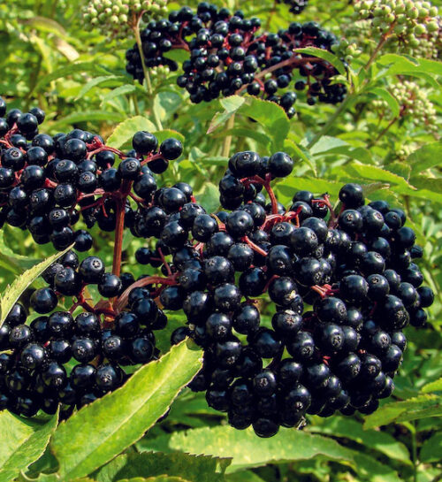 Mature Haschberg Black Elderberry orchard of trees in fruit.