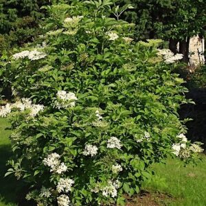 Haschberg Black Elderberry bush full of creamy white flowers.