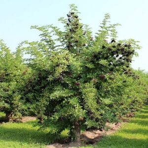 Haschberg Elderberry bush full of creamy white flowers.