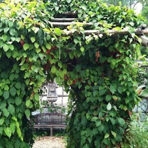 Eastern Prince Five-flavour Berry vine over an wooden archway.
